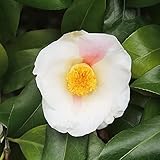 椿 苗木 ツバキ 秋一番椿 13.5cmポット苗 つばき 苗