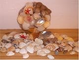 ca 500 g Muscheln und Schnecken im Korb