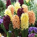 Hyacinth Bulbs Tequila Sunrise Mix
