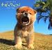 子犬のワルツカレンダー2013 ([カレンダー])