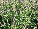 Eigenschaften tropical.garden  / Zitronenbasilikum - Ocimum basilikum lemon 100K