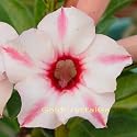 9GreenBox - Very Rare Grafted Adenium Desert Rose Amelie 3 ~ 4 Years House Plant Bonsai
