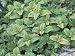Close-Up of Lemon Balm Plants (Melissa Officinalis) Photographic Poster Print by C. Delu, 12x16