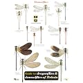 Guide to the Dragonflies and Damselflies of Britain (Occasional Publications)