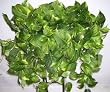 24" Deluxe Pothos Ledge Shelf Plant