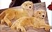 Plush Brandon Golden Retriever 32