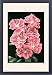 Framed Prints of Godetia Grandiflora Sybil Sherwood from Mary Evans
