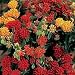 Butterfly Weed - Gay Butterflies - 50 Seeds Butterfly Weed - Gay Butterflies - 50 Seeds