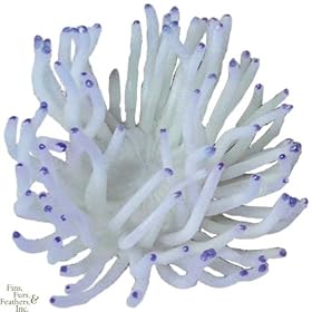 Nature`s Image Anemone: WHITE: 5.5in x 5in x 3 inch (Radianthys) Coral Reproduction by Nature`s Image
