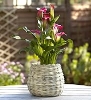 Calla Lily Planter