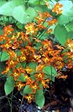 Orange King Bishop Cap Perennial Plants - Epimedium