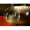 BUY : Hanging Glass Globe Terrarium with Air Plant Sweet Little House Plant for Home or Office By Hinterland Trading