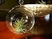 Hanging Glass Globe Terrarium with Air Plant Sweet Little House Plant for Home or Office By Hinterland Trading