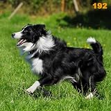 Metall - Warnschild Border Collie