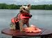 OUTWARD HOUND PET SAVER DOG ORGINAL LIFE JACKET XSMALL
