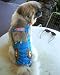 Joybies Shoot-the-Tube Turquoise Aloha Piddle Pants(tm) for XXX Small Male Dog (Measuring 7"-9" from Collar to Base of Tail)