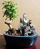LOUSBONSAINURSERY (NEW INDOOR) COILED UMBRELLA IN OUR STONE WATER POT