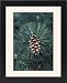 Framed Prints of PPG-1674 Eastern White Pine from Ardea Wildlife Pets