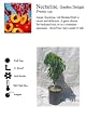 Garden Delight Dwarf Nectarine Potted Five Gallon Tree