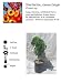 Garden Delight Dwarf Nectarine Potted Five Gallon Tree
