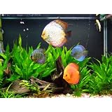 Ultimate Guide to Discus Fish