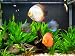 Ultimate Guide to Discus Fish