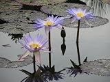 11x14 Digital Art Limited Edition Prints Flowers Realist Lotus Reflection 3