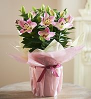 Gift Wrapped Lily