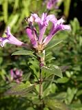Amazon / Hirts: Lilac: Dwarf Lilac Leptodermis - Lilac Flowers - Blooming Machine