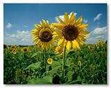 50 SUNFLOWER SEEDS SKYSCRAPER USA GIANTS