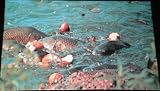 Vintage Postcard of Fish (Common Mud Carp) Eating Bread Thrown by Visitors at Pymatuning Lake in Pennsylvania