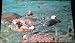 Vintage Postcard of Fish (Common Mud Carp) Eating Bread Thrown by Visitors at Pymatun...