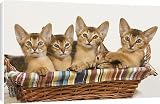 Canvas Prints of LA-6439 Cat - five Ruddy Abyssinian cats in basket from Ardea