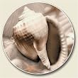 Shell Photo Auto Coaster, Single Coaster for Your Car