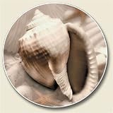 Shell Photo Auto Coaster, Single Coaster for Your Car