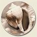 Kitchen & Housewares : Shell Photo Auto Coaster, Single Coaster for Your Car