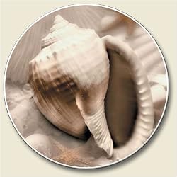 Shell Photo Auto Coaster, Single Coaster for Your Car