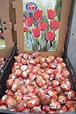 秋植え球根　まとめ買い　チューリップ（10個入り）　色いろいろ　【送料込】 (赤)
