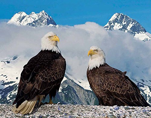 North American Wildlife 2016 Wall Calendar- 18.5