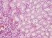 Kidney Collecting Tubules Normal Tissue Section 400X Photographic Poster Print, 16x12