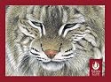 Pomegranate Sierra Club Wildlife Art Standard Boxed Note Card Set (Pack of 2)