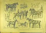 1891 STURGESS CHENNELL NEWMARKET HACKS HARNESS HORSES