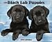 Just Black Lab Puppies 2010 Calendar