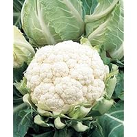 Hardy Over-Wintering Cauliflower 20 Seeds - Veggie