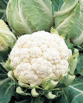 Hardy Over-Wintering Cauliflower 20 Seeds - Veggie