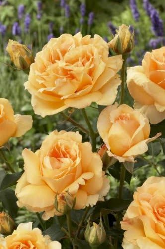 Rose solo mio renaissance variety flowers 60 x 40 Art Print On Canvas