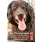 Photographing . . your pets !