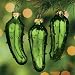 (12) One Dozen Hand Blown Glass Pickle Christmas Tree Ornaments for Good Luck Trim-A-Tree Stocking Stuffer or Gift Giving