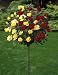 Rosenst�mmchen zwei