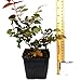 Light of Day Rose Organic Grown Floribunda Tea Rose Yellow 4 Inch Container | Potted Rose Bush